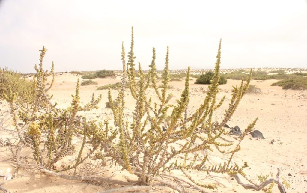 Méditation du dimanche (23 TO) : la vengeance de Dieu&nbsp;!