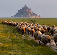 Brebis, serpents, colombes : un bestiaire&nbsp;évangélique